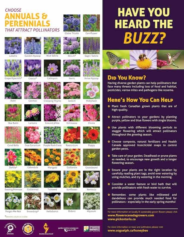 Pollinator Poster