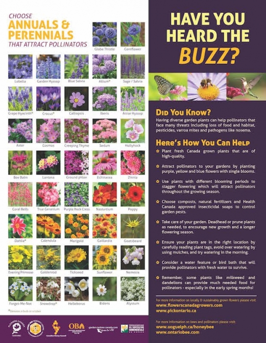 Pollinator Poster